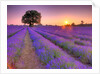 Lavender field at sunset by Assaf Frank